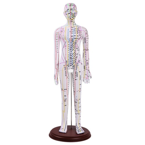 Mannequin acupuncture avec - mannequin, d'acupuncture