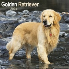 Calendrier 2024 - GOLDEN RETRIEVER