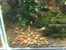 Crevette CALCEO RED  Lot De 12 Individus.