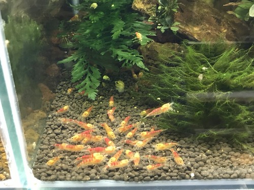 Crevette calceo red - red,, white