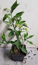 Citrus ichangensis (De