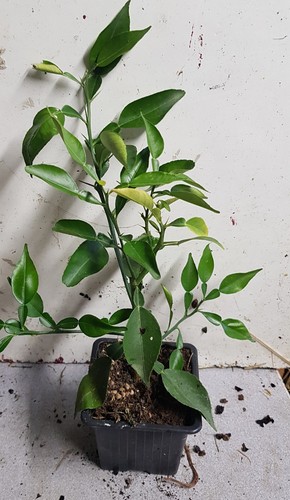 Citrus ichangensis de - citrus, (de