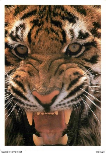 Carte postale animaux - carte,