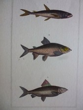 Gravure couleur 19° Buffon:poisson:l'osmère éperlan..le corégone lavaret & large