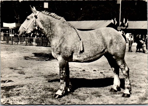Cheval percheron cpsm format - ,
