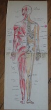 GRAND DESSIN XX ANATOMIE SQUELETTE HOMME MEDECINE ENCRE CRAYON COULEUR 1930 a