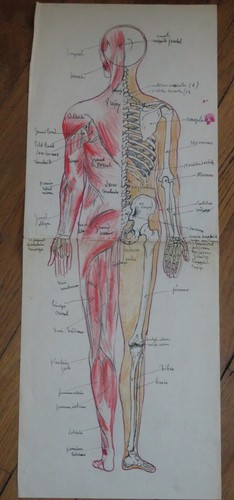 Grand dessin anatomie - grand, xx