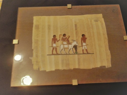 Papyrus veritable - papyrus,