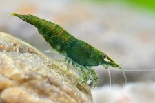 Lot de 10 Crevettes Green Jade  High grade Aquarium poissons plantes 
