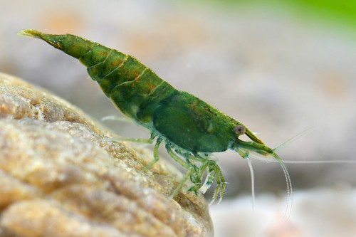 Lot crevettes green jade - lot,