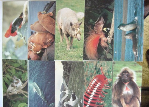 Cartes postales nestle - cartes,