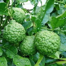 Citrus hystrix - Combava - Citron combera - Lime grumeleuse