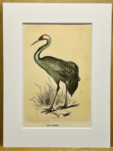 Hommes oiseaux ornithologie