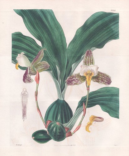 Maxillaria deppii neuf espagne - deppii,