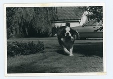 PHOTO SNAPSHOT c.1960, un Saint Bernard au galop herbe voiture DOG chien