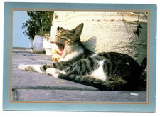 CPM: Chat Tigré Gris Noir et