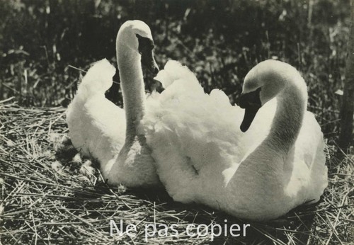 Cygnes vers 1935 lac - cygnes,