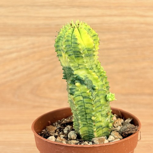 Euphorbia obesa hybride - , f