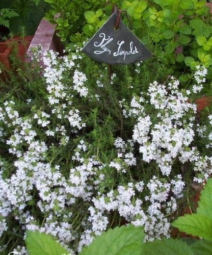 Thym serpolet alba thymus - ♫,