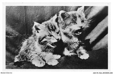 ASHP6-0335-CHAT - DEUX CHATONS QUI MIAULE
