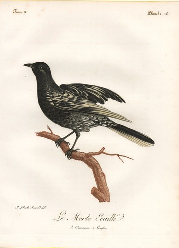 Blackbird amsel afrique - blackbird,