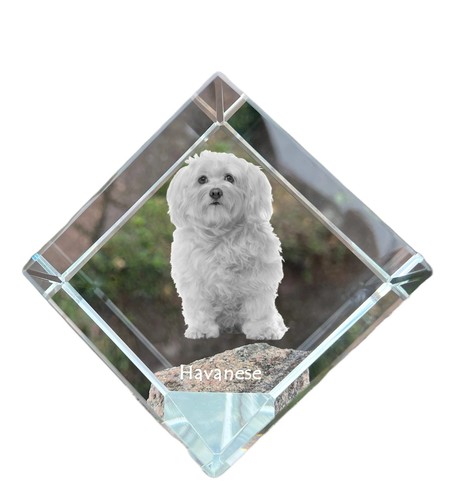 Bichon havanais dé coudre - bichon,