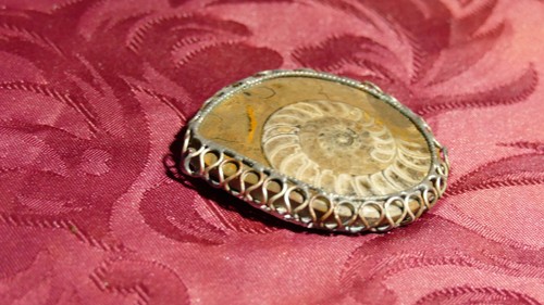 Collection mollusque fossile - mollusque, /