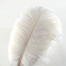 Lot de 10 plumes d’autruche