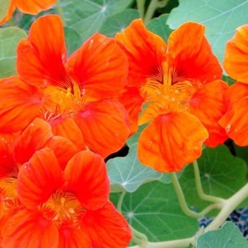 Graines capucine orange - de,
