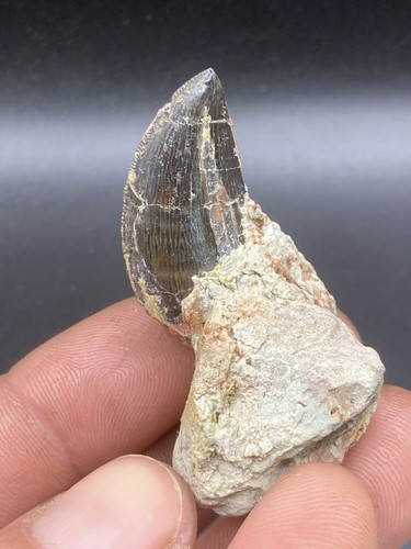 2 3 cm rare - 1.09'', 2,3