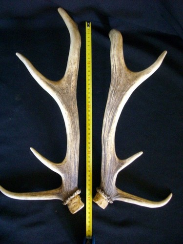 Bois cerf cm - bois, 40