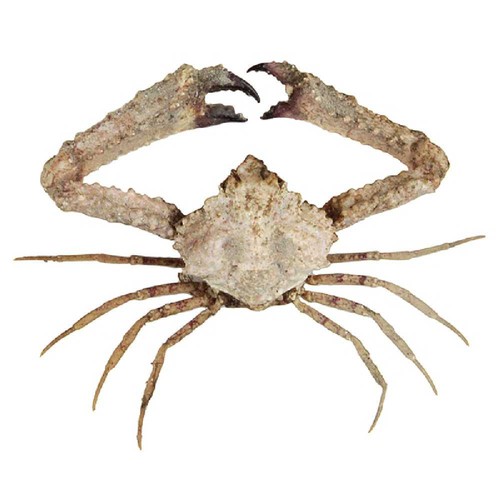 Crabe parthenope nummifera