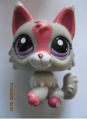Petshop chat persan 1921 - chat,