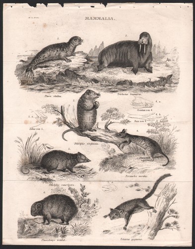 1830 belle gravure mammifères - belle,