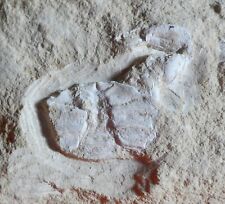 CRABE FOSSILE CRÉTACÉ 