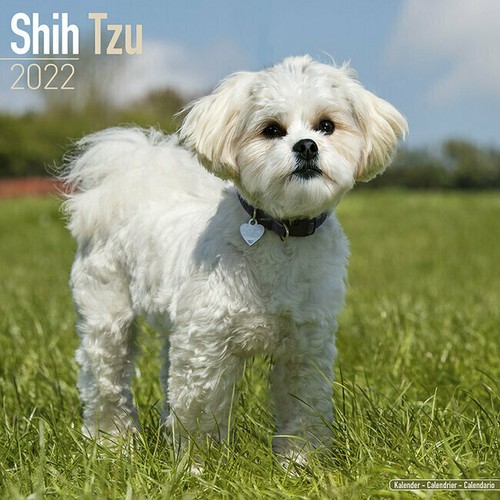 Calendrier 2022 shih tzu - 2022,