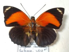 Agrias pericles ssp. Trajanus