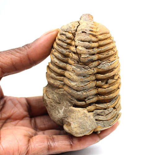 Trilobite fossile 165gr 85mm