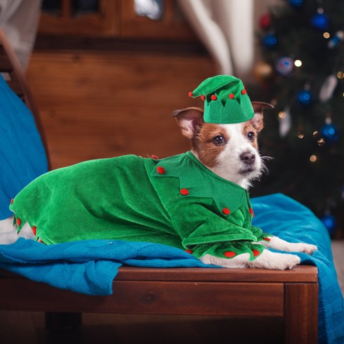 Vêtement chien petite taille - vêtement,
