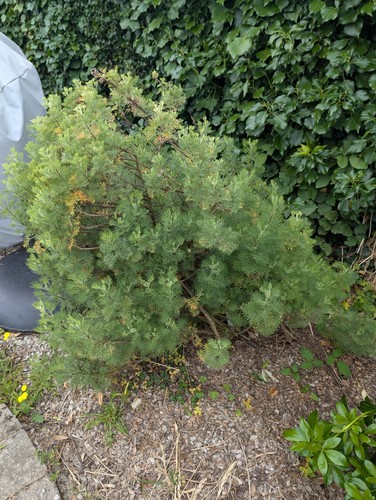 Plante cola bouture racine - cola,