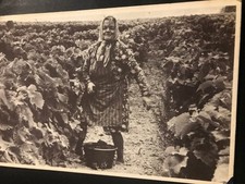 CARTE CP VENDANGES / MONTLOUIS