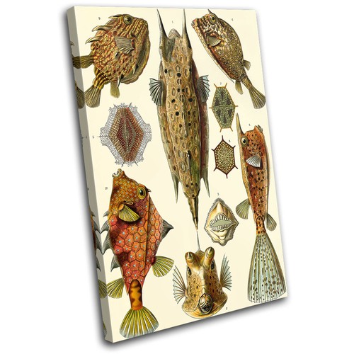 Bontanical fish ocean - fish, vintage