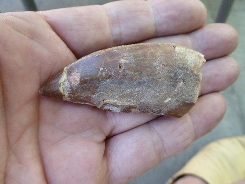 Dent fossilisee - dent, de