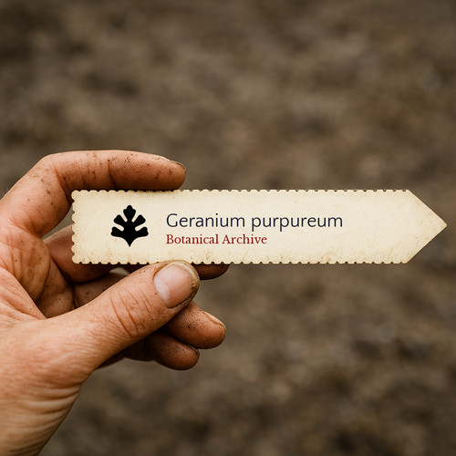 Geranium purpureum 10 - geranium,