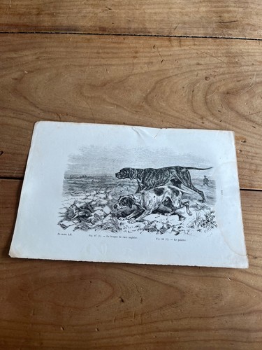 Gravure ancienne chien n19 - ancienne,