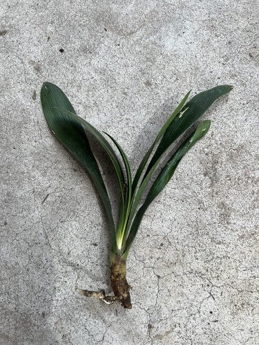 Clivia miniata bush lily - 1,