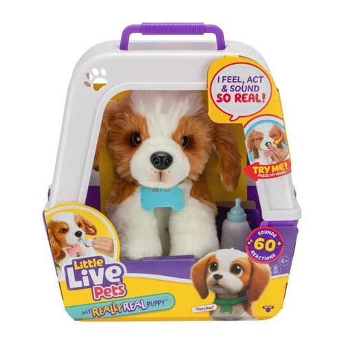 Mon chiot beagle moose - mon,