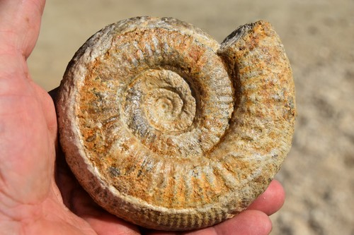 Grande ammonite choffatia - choffatia, cf
