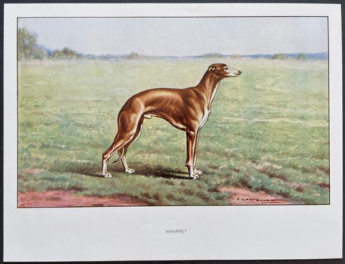 Whippet reproduction couleur - reproduction,