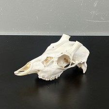 588KU Crane de cerf, bois de